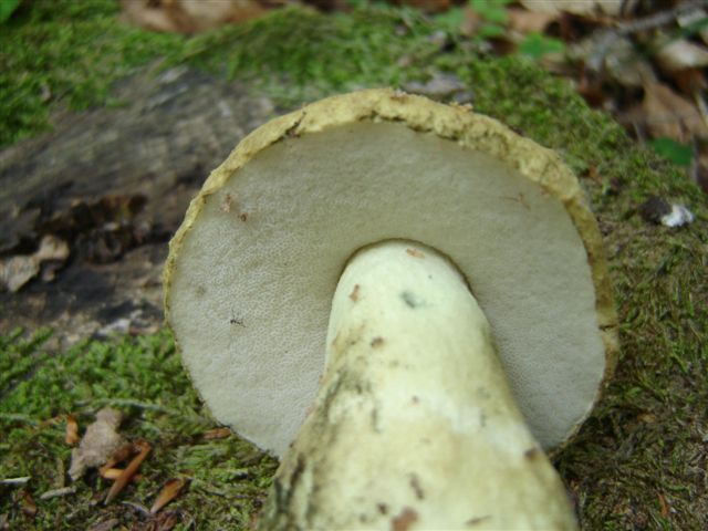 boletus albidus?